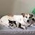 Cheryl Maynard-Tucci's profile image