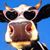 Square Cow's profile image