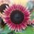 Fa Aguirre's profile image