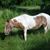 Andra Desautels Crawford's profile image