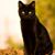 Alyce Poalillo's profile image