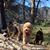 Whitnall Dogpack's profile image