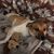 Suzanne Di Salvo Hollingsworth's profile image