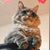 Kat Yang's profile image
