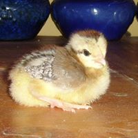 Patricia Donnelly's profile image