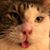 Jessica Sears's profile image