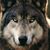 Mark McCord's profile image