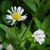 Sarah Fitzcharles's profile image