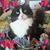 Shirley Macrides's profile image