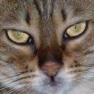 Bijou Kosa's profile image