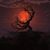 Shawna Gordon-Freant's profile image