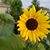 Vanessa Copher's profile image