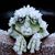 Bonnie L Roush's profile image