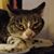 Denise Harrington's profile image