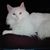 Monica Lehigh-Pheris's profile image