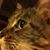 Lisa Nelson's profile image