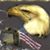 Lisa Barnes's profile image