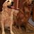 Janet Jamison Cheek's profile image