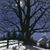 Aleisa Colbert McKinlay's profile image
