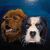 Todd Thurston's profile image
