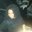 Antea Shelton's profile image