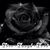 Torill Carlsen's profile image