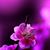 Debbie Haynes Stover's profile image