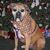 Cindy Willis's profile image