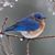 Diane Hoskins's profile image