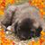 Stacy Watson's profile image