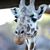 Deirdre Cudahy's profile image