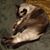 Christian Diamon's profile image