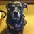 Joe Castellano's profile image