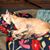 Marla McCann Stevens Baumann's profile image