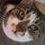 Consuelo Echeverria's profile image
