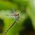 Jill Pilote Thornton's profile image