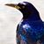 Daniel Ebs's profile image