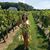 Allie Bosso's profile image