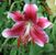 Mary Myatt's profile image