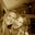 Brittany Shanahan's profile image