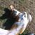 Hounds O'HappyHollow's profile image