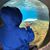 Janice Pilla Civitello's profile image