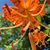 Jane Kronewitter Fazi's profile image