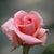 Avis Dillon Rader's profile image