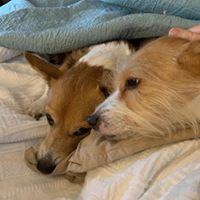 Amy L Carrel's profile image