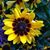Mary Meyerhofer's profile image