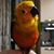 Giuseppe Lonigro's profile image