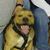 Dennis Bubby Brown's profile image
