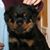 Joanne Bartkoski's profile image