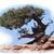 Eden Healing Arts's profile image